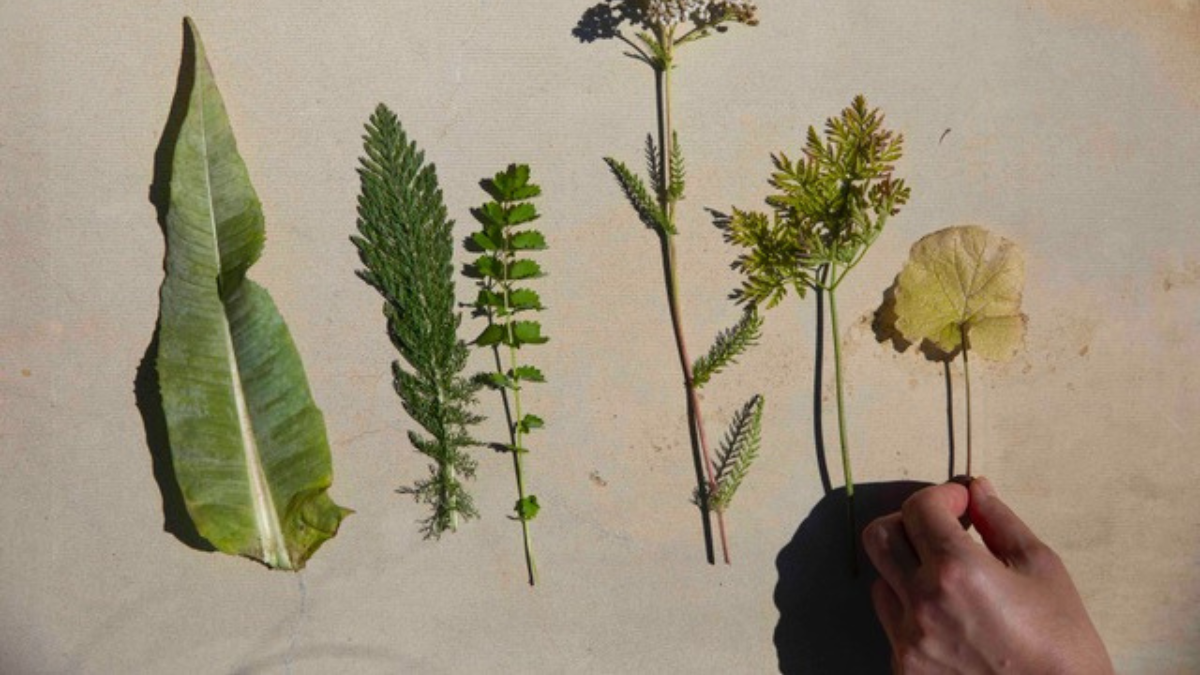 A variety of weeds laid out with a hand picking one up.
